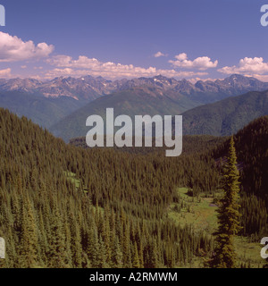 Miscelate le foreste di conifere in Selkirk Mountains nella regione di Kootenay della Columbia britannica in Canada Foto Stock