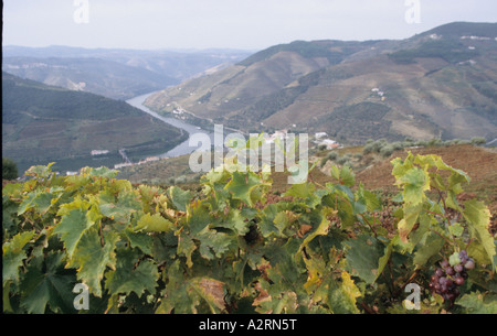 Vista dei vigneti sopra Pinhao sulla valle del Douro in Portogallo sul fiume Douro vino valle porta superiore campagna remota; paesaggio vie Foto Stock