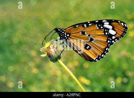 Assaporerete la Monarch Foto Stock