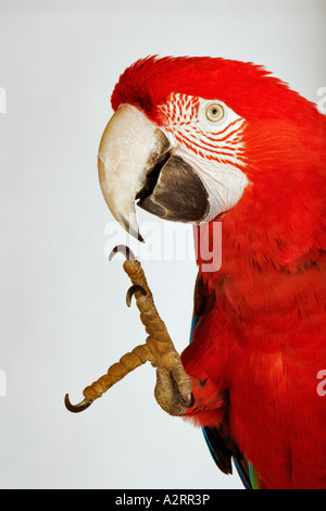 Scarlet Macaw con piede sollevato Aro macao america del sud Foto Stock