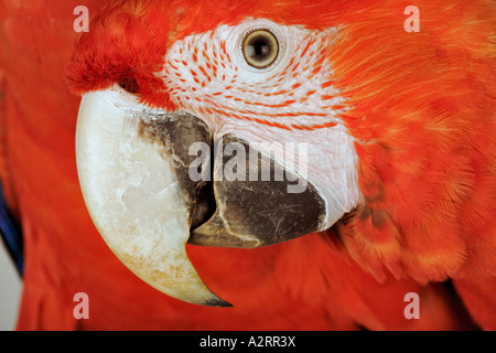 Scarlet Macaw Aro macao Close up della faccia sud America Foto Stock