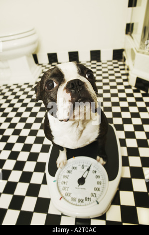 Un cane su una bilancia da bagno Foto Stock