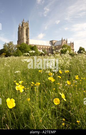 Beverley Minster e prato pieno di fiori selvatici, East Yorkshire, Regno Unito Foto Stock