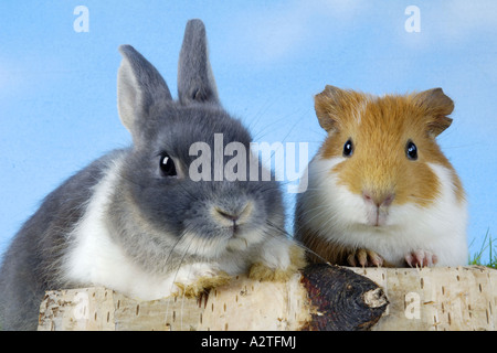 Coniglio nano e di cavia (oryctolagus cuniculus f. domestica, Cavia aperea f. porcellus), due amici, ritratti Foto Stock