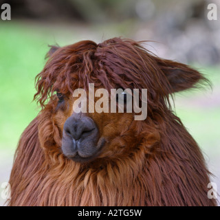 Alpaca (Lama pacos), ritratto Foto Stock