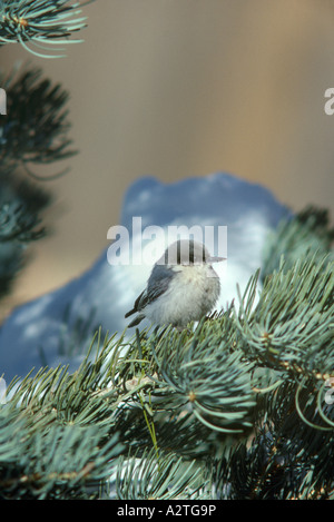 NUTHATCHES PIGMEO EATING SUET legato su Pine Tree (SITTA PYGMAEA) / COLORADO Foto Stock