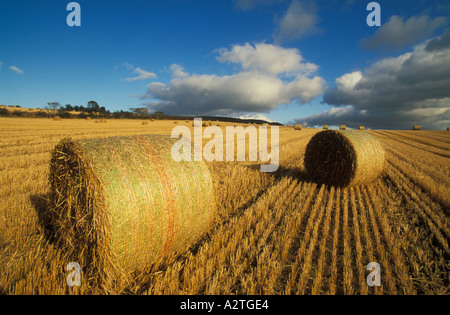 Balle di fieno arrotolate dopo la trebbiatura e la mietitura Highland Scotland UK GB Europe Foto Stock