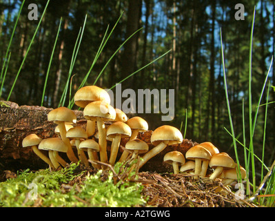 Ciuffo di zolfo (Hypholoma fasciculare), sul legno morto, Germania Foto Stock