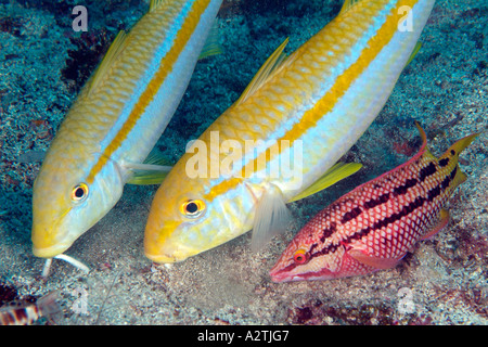 Goatfish messicano nell'Arcipelago delle Galapagos Foto Stock