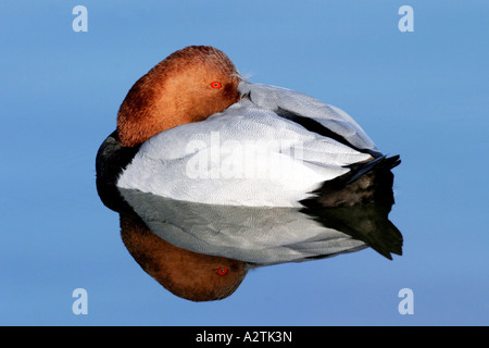 Pochard comune (Aythya ferina), dormendo sull'acqua, Germania Foto Stock