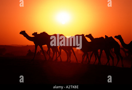 Cammelli stagliano contro il sole di setting deserto di Thar Pushkar Rajasthan in India Foto Stock