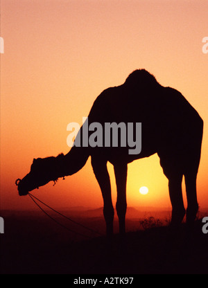 Camel silhoutted contro il sole di setting deserto di Thar Rajasthan in India Foto Stock