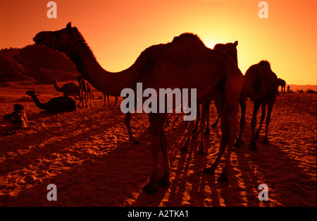 Cammelli stagliano contro il sole di setting deserto di Thar Rajasthan in India Foto Stock