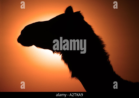 Testa di cammelli stagliano contro il sole di setting deserto di Thar Rajasthan in India Foto Stock