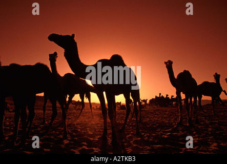 Cammelli stagliano contro il sole di setting deserto di Thar Rajasthan in India Foto Stock