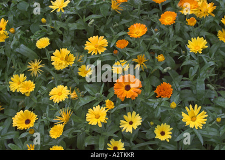 Giardino-calendula (Calendula officinalis), fioritura, unguento della pianta di guarigione di una vasta gamma di problemi della pelle Foto Stock