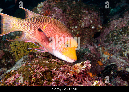 Hogfish messicano nell'Arcipelago delle Galapagos Foto Stock