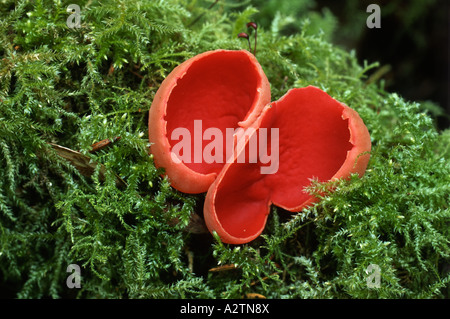 Scarlet elf cup fungo (Sarcosypha austriaca) cresce su moss coperte di legno marcio, Devon, Inghilterra, Regno Unito Foto Stock