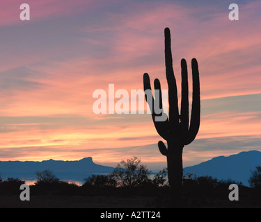 USA - Arizona: Giant cactus Saguaro Foto Stock