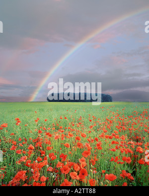 GB - GLOUCESTERSHIRE: Poppyfield e Rainbow in Cotswolds Foto Stock