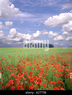 GB - GLOUCESTERSHIRE: Poppyfield in Cotswolds Foto Stock