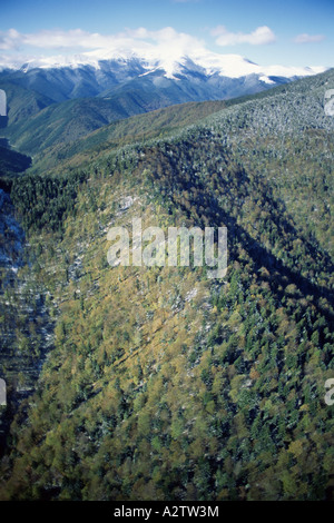 Vista aerea del Misto bosco di faggio, Transilvania, Carpazi, Romania, UE Foto Stock