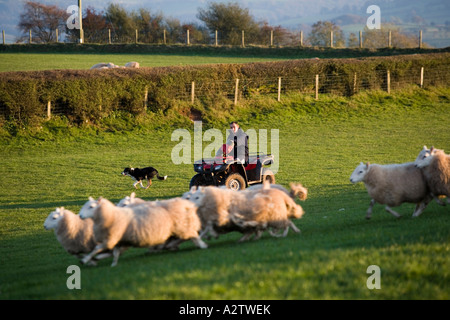 Sheepdog & coltivatore su quadbike, Parco Nazionale di Brecon Beacons, POWYS, GALLES Foto Stock