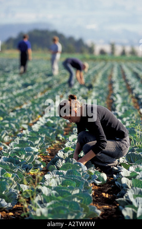 I lavoratori migranti la raccolta di cavoli in Cotswolds, Worcestershire, Regno Unito Foto Stock