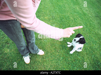 Giovane cucciolo state date istruzioni e stata intructed Foto Stock