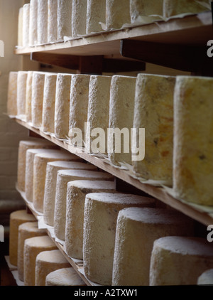 La crosta di un giovane la stagionatura del formaggio Stilton su scaffalature di legno in fabbrica impilati per i puntoni Foto Stock