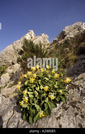Primula vulgaris di Palinuro Foto Stock