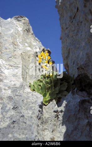 Primula vulgaris di Palinuro Foto Stock