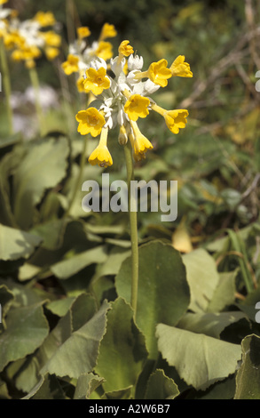 Primula vulgaris di Palinuro Foto Stock