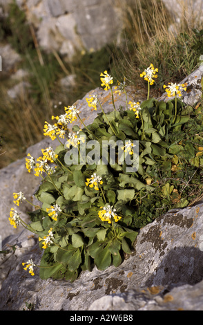 Primula vulgaris di Palinuro Foto Stock