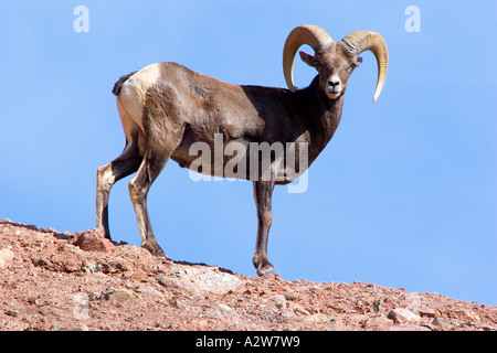 Bighorn Ram camminando lungo un pendio Foto Stock