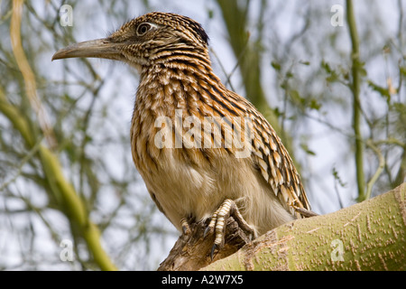 Giovani maggiore Roadrunner arroccata su un palo Brea Tree Foto Stock