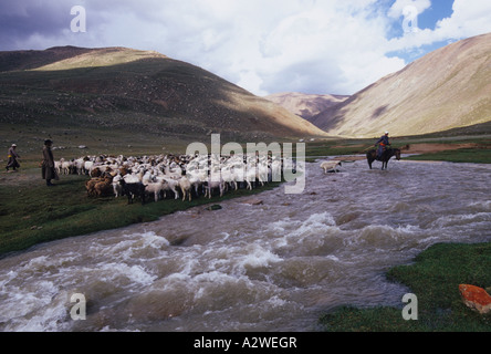 Pecora di lavaggio della Mongolia Foto Stock