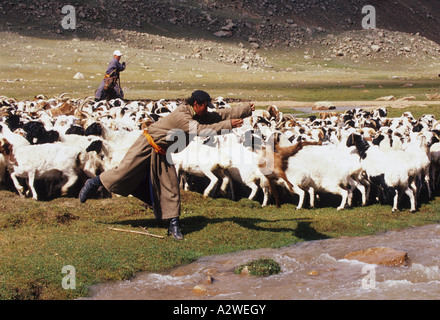 Pecora di lavaggio della Mongolia Foto Stock