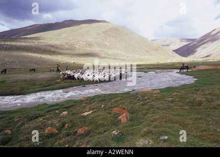 Pecora di lavaggio della Mongolia Foto Stock