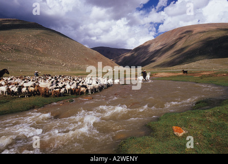 Pecora di lavaggio della Mongolia Foto Stock