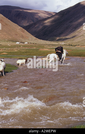 Pecora di lavaggio della Mongolia Foto Stock