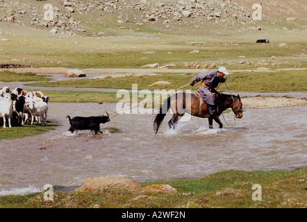 Pecora di lavaggio della Mongolia Foto Stock