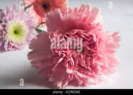 Close up di un garofano rosa con un crisantemo e gerber in background Foto Stock