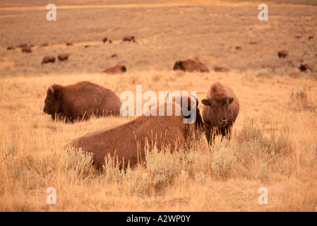 I bisonti americani (Bison bison) pascolo del bestiame in Hayden Valley, il Parco Nazionale di Yellowstone, Wyoming WY, STATI UNITI D'AMERICA Foto Stock