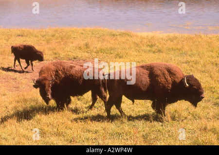 I bisonti americani (Bison bison) pascolo del bestiame in Hayden Valley, il Parco Nazionale di Yellowstone, Wyoming WY, STATI UNITI D'AMERICA Foto Stock