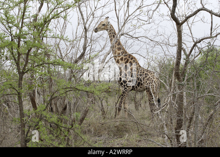 La giraffa nel Bushveld, Parco Nazionale Kruger (Manyeleti Game Reserve), Sud Africa Foto Stock