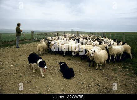 Un pastore con una coppia di pecore cani allevamenti ovini attraverso i cancelli di metallo. Il Galles, Regno Unito 1987 Foto Stock