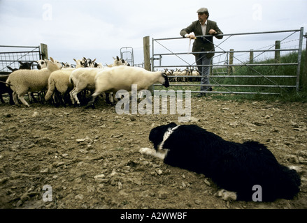 Un pastore con il suo sheepdog imbrancandosi un gregge di pecore attraverso la porta. Foto Stock