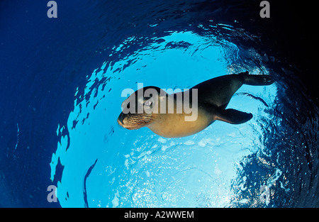 Californian Sea Lion Zalophus californianus Messico mare di Cortez Baja California La Paz Foto Stock