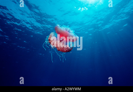 Crown meduse Netrostoma setouchina Egitto Africa Sinai Ras Mohammed mare rosso Foto Stock